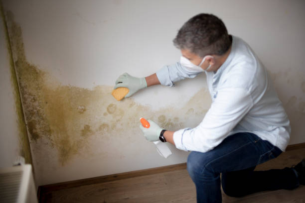 Mold Documentation for Insurance Claims in Marlinton, WV