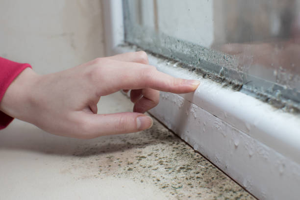 Best Water Damage & Mold Remediation  in Marlinton, WV